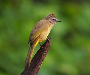 Ухаа бөлбөл